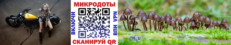 Псилоцибиновые грибы Cubensis  цены   Спасск-Рязанский 